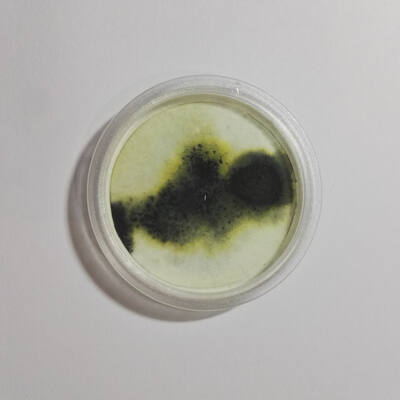 Dissection of unArtist
